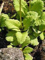 Primevere du Japon - Primula Japonica (fam. Primulacees) (2) (Photo F. Mrugala)